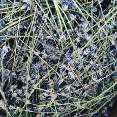 Brins de lavande vraie récoltés en Haute-Provence