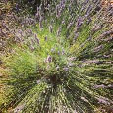 Plants de lavande à Douroulles en Haute-Provence
